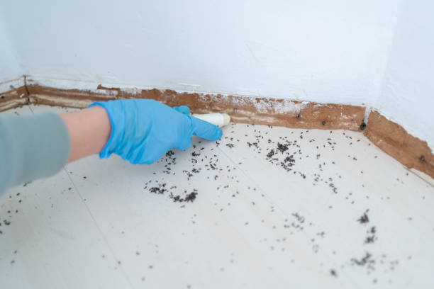 Best Bed Bug Extermination  in Bartlett, IL